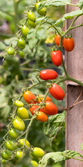 Green and ripe cherry tomatoes.