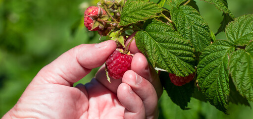 Harvesting ripe raspberries by hand.