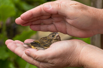 Bird in hand receiving Reiki.