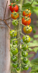 Green and ripe cherry tomatoes.