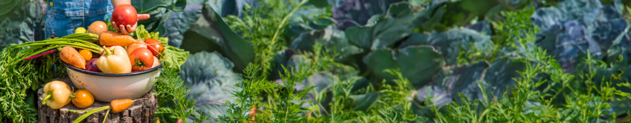 A child harvests vegetables in the garden. Selective focus.