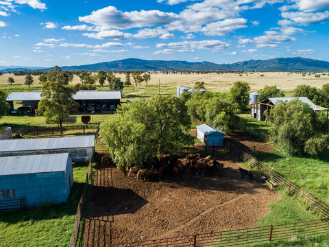 Sunny day on australian farm in green countryside showing cattle in stock yard