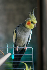 Yellow cockatiel parrot.Cute cockatiel.Home pet parrot.The best cockatiel.Beautiful photo of a bird.Ornithology.Funny parrot.Cockatiel parrot.
Home pet yellow bird.Beautiful feathers.Love for animals