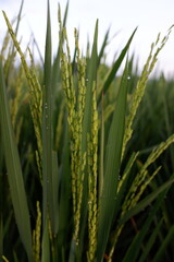 Fototapeta premium rice trees that have been fruitful in the morning