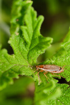 A Balta Cockroach on Leaf