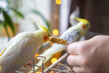 Obraz premium Yellow cockatiel parrot.Cute cockatiel.Home pet parrot.The best cockatiel.Beautiful photo of a bird.Ornithology.Funny parrot.Cockatiel parrot. Home pet yellow bird.Beautiful feathers.Love for animals