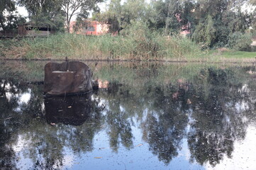 Fototapeta premium buffalo in the river