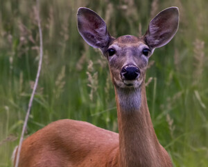 Deer