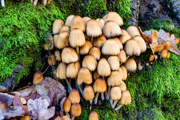 Photography to theme large beautiful poisonous mushroom in forest on leaves background
