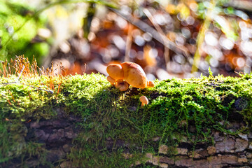 Photography to theme large beautiful poisonous mushroom in forest on leaves background