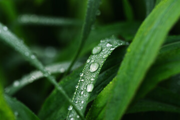 Close-up of wet grasses during rainy season