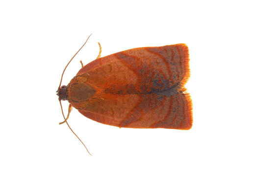 Carnation tortrix moth isolated on white background, Cacoecimorpha pronubana