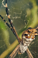 A Spider in its web (Argiope argentata)