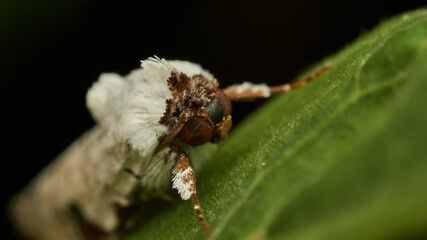 Details of a white moth on a green leaf