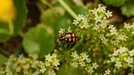 An orange ladybug perched on some white flowers