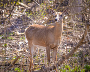 Fototapeta premium Deer