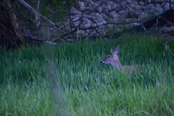 Deer