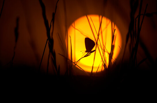 Lycaenidae butterfly silhouette against sunset