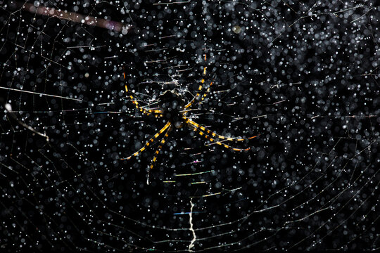 Tiger spider in its web at night