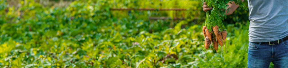 A farmer harvests carrots and beets in the garden. Selective focus.