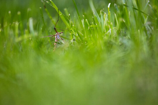 Tipula insect in lush green grass