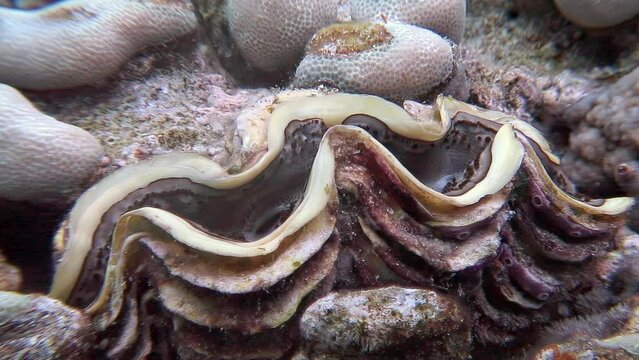 Tridacna, genus of large saltwater clams, bivalve molluscs in underwater life. Genus Tridacna comprises sizable saltwater clams that are considered marine treasures. Red Sea.
