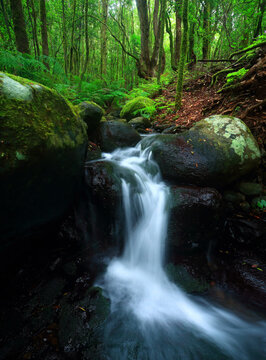 Silky water cascades over mossy rocks in a serene laurisilva forest in La Gomera, embodying the tranquil essence of nature