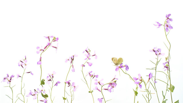 Cabbage White Butterfly on Delicate Purple Flowers