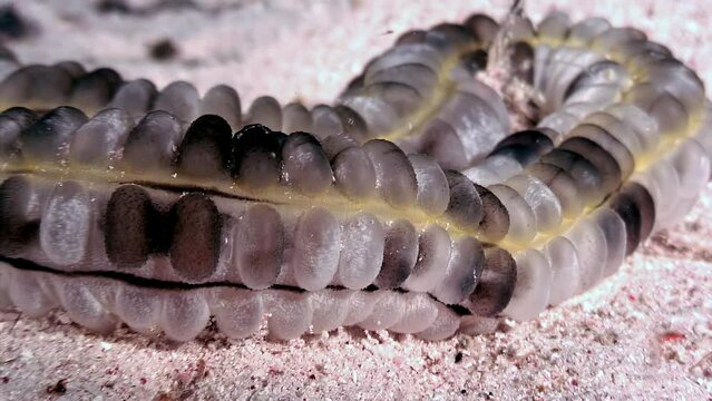 Sea worm Apodida on seabed provides captivating underwater view. Presence of sea worm on seabed is enchanting. Deep sea ecology studies uncover role of sea worms in ecosystems. Red Sea.