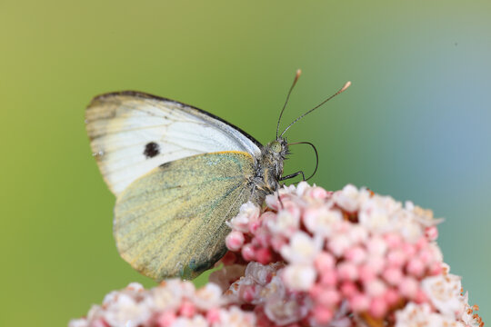 Close-up view of a Cabbage White Butterfly on Bloom