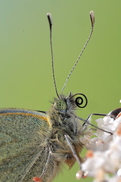 Close-up of Cabbage White Butterfly, Pieris rapae