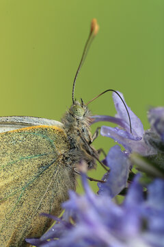 Close-up of Cabbage White Butterfly on Purple Flower