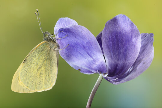 Cabbage white butterfly rests on a purple flower