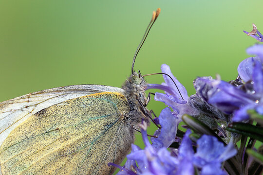 Close-up of Cabbage White Butterfly on Purple Flower