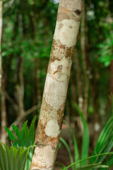 spotty tree bark in the dense, shady tropical jungle of the Yucatan