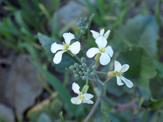forget me not wight flower for home wall mutual
