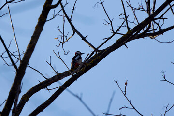 Leiopicus medius, on a tree looking for food