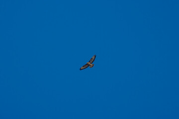 (Accipiter) in flight in the blue sky.