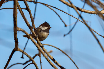 (Parus major) in winter looking for food through the trees.