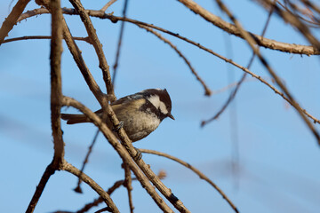 (Parus major) in winter looking for food through the trees.