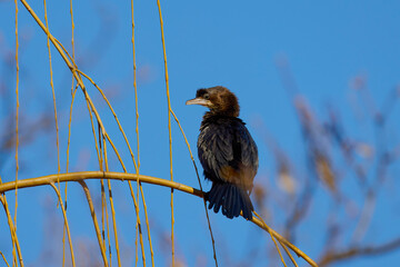 Cormorant on the branches of a willow near a lake.