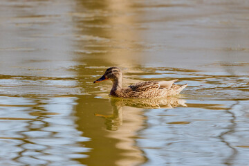 Wild Duck on a lake in the park on a sunny winter day.