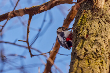 Leiopicus medius, on a tree looking for food
