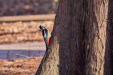 Leiopicus medius, on a tree looking for food