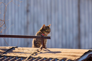 a cat on the roof of a house