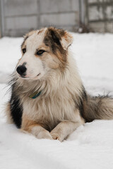 Kyiv, Ukraine - February 3, 2024. Heavy snow fell in the city in the morning. a beautiful big fluffy dog went for a walk and sits on the white snow looking around. beautiful white snow.