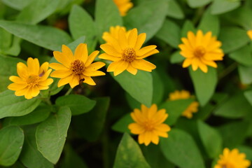 A yellow flowers from the butter daisy plant or with the scientific name Melampodium which grows in the yard