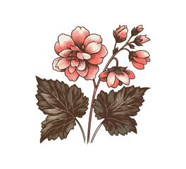 begonia flower hand drawn vector illustration