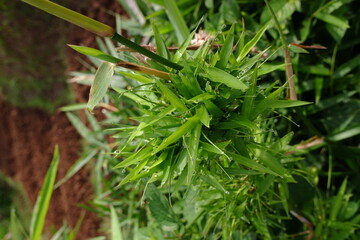 A mini bamboo tree whose leaves are exposed to morning dew in the yard.
