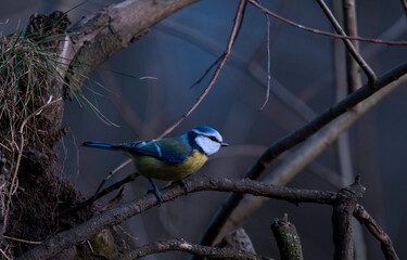 Blaumeise, Cyanistes caeruleus im Volksmund auch gern Blauhelm genannt auf einem Ast